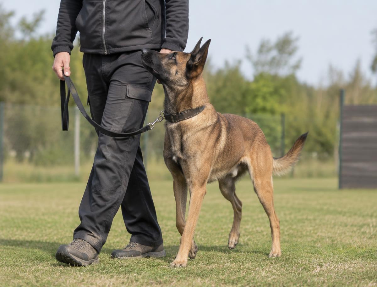 Focused Belgian Malinois practicing controlled obedience beside a trainer